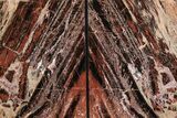 Tall, Arizona Petrified Wood Bookends - Red and Black #382165-2